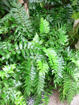 Japanese Holly Ferns in Trade One Gallon Pots (0.67 gallons of soil)